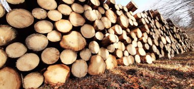 Ormanda kesilmiş ağaçlar nakil için bekliyor.