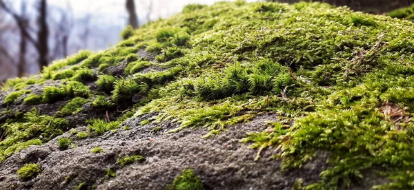 Hermoso Musgo Verde Creciendo Sobre Piedras Bosque — Foto de Stock