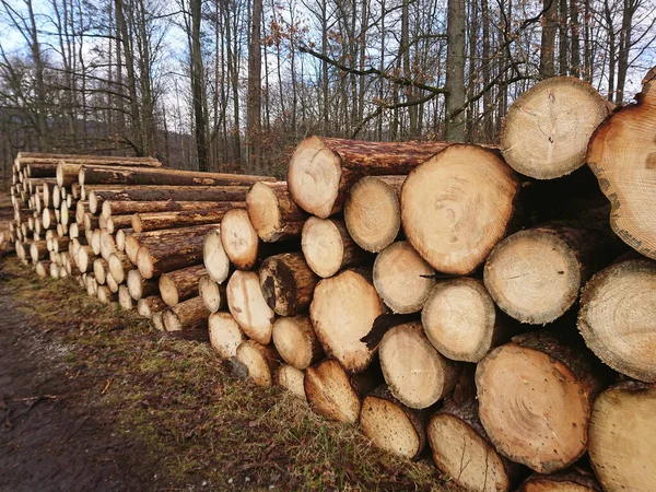 Árvores Derrubadas Deixadas Floresta Estão Esperando Por Transporte — Fotografia de Stock