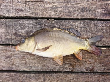 Sazan, göllerde ve nehirlerde yaşayan bir balıktır. balık avı kupası