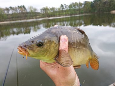Sazan, göllerde ve nehirlerde yaşayan bir balıktır. balık avı kupası