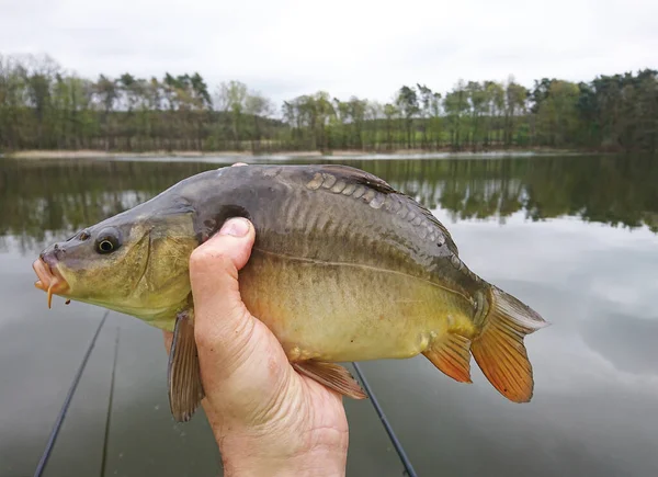 Carpa Pesce Che Vive Stagni Fiumi Trofeo Pesca — Foto Stock