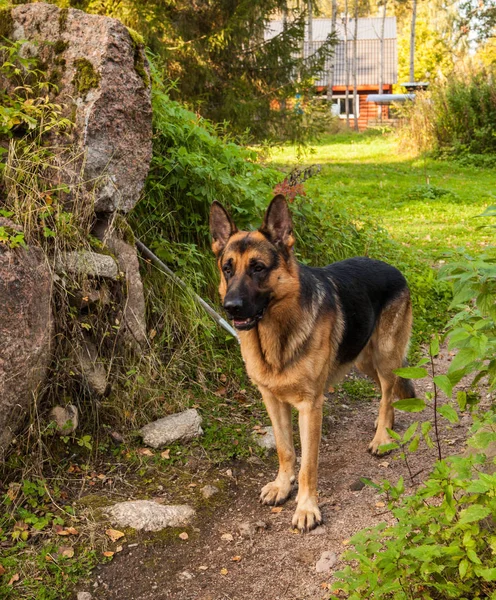Γερμανικός Ποιμενικός Σκύλος Στο Δρόμο — Φωτογραφία Αρχείου
