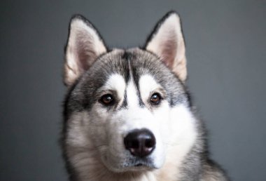Husky köpeği evde pencereden dışarı bakar. Husky portresi.