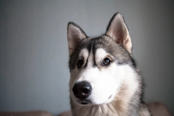 Husky dog looks out the window at home. Husky portrait. — Stock Photo, Image