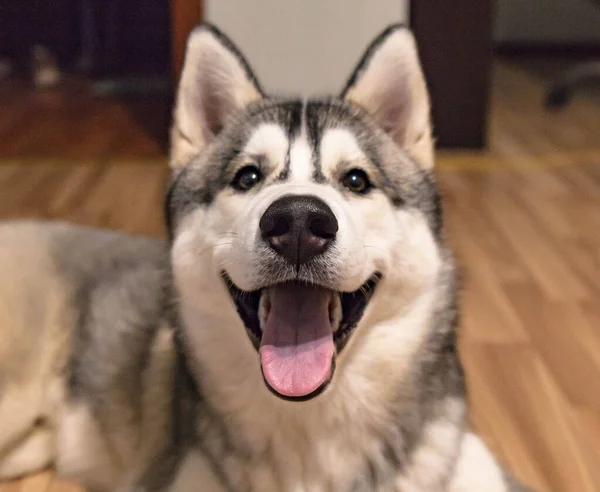 Husky portrait with a huge happy smile. Good view from the mouth. — Stock Photo, Image