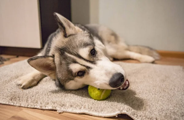 Jouet de morsure husky sibérien à la maison. Le chien joue avec la balle . — Photo