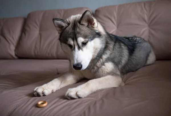 Cachorrinho de husky siberiano na sala de estar no sofá. Cão na casa . Imagem De Stock