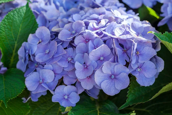 Purple blue Hydrangea flower. Hydrangea macrophylla blooming in a garden for home decorate. — ストック写真