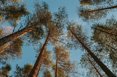 Ağaç tepelerinin muhteşem manzarası.