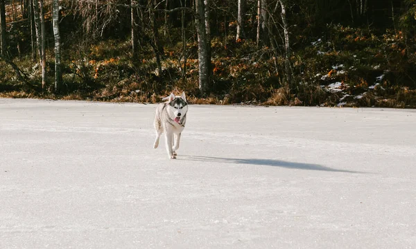 Söt Rolig Hund Husky Kör Vintern — Stockfoto