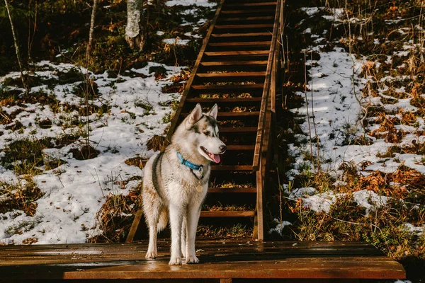 Een Prachtige Grijs Witte Husky Hond Volle Groei Kijkend Naar — Stockfoto
