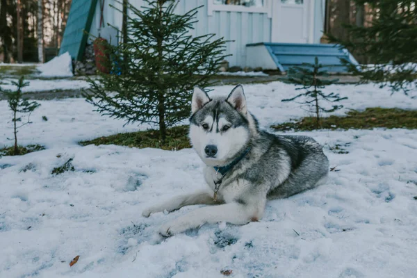 Belo Husky Cinza Branco Encontra Neve — Fotografia de Stock