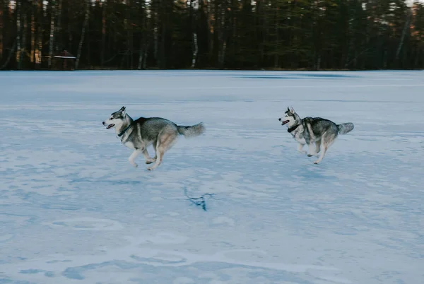 Twee Sledehonden Lopen Winterlandschap Een Zonnige Dag — Stockfoto