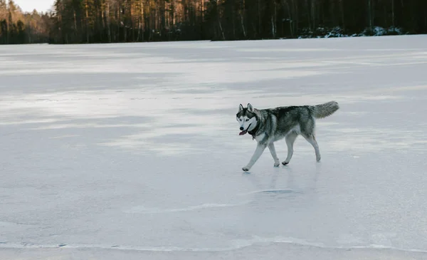 Bonito Cão Engraçado Husky Correndo Inverno — Fotografia de Stock