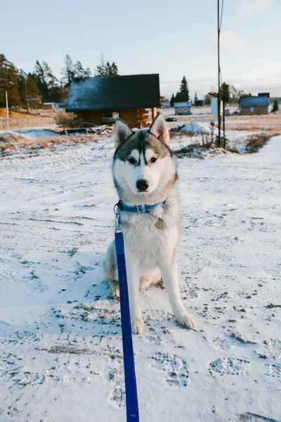 Sibirya Usulü Iri Yapılı Erkek Kışın Tasmalı Güzel Bir Köpek — Stok fotoğraf