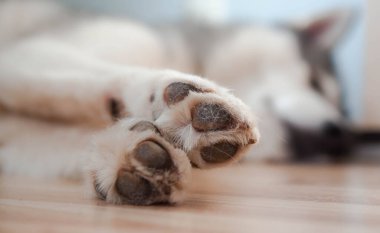 Aydınlık zeminde pedleri olan köpek patileri. Köpek patileri dinleniyor..