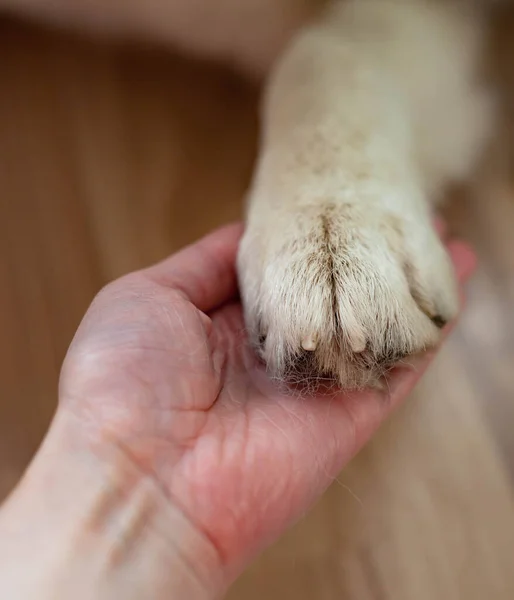Vänskapen Mellan Mänskliga Och Hund Skaka Hand Och Tass Stockfoto
