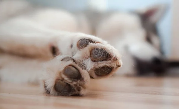 Patas Cão Com Almofadas Soalho Leve Patas Cão Descansando Imagem De Stock