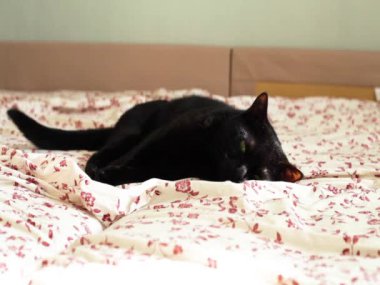 Kara kedi yatakta yatar ve etrafına bakar, başını yastığa koyar..