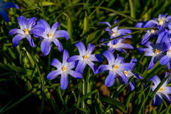 Çiçek Açan Bahçede Bahar Zamanı — Stok fotoğraf