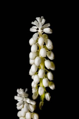 Siyah arka planda beyaz çiçek - İlkbahar zamanı