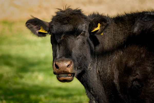 Black Cattle Cow - Czech countryside - Czech Republic