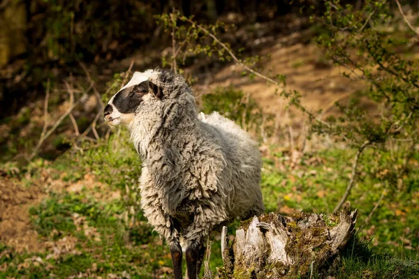 Einsame Schafe Auf Der Weide Frühlingszeit — Stockfoto