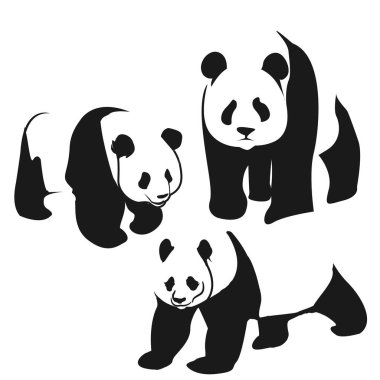 Ayı Panda illüstrasyon meraklı panda yaban hayatı ve ayı panda vektör karakter.