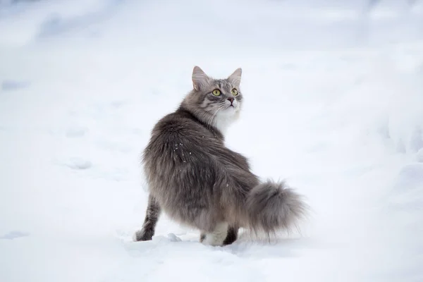 Šedá kočka na sněhu — Stock fotografie