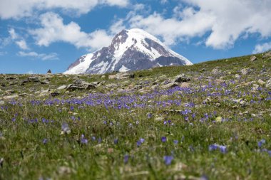 Dağ Kazbek Georgia alanında çiçekler