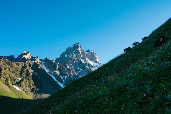 Amanhecer no Monte Ushba silhueta de vacas — Fotografia de Stock