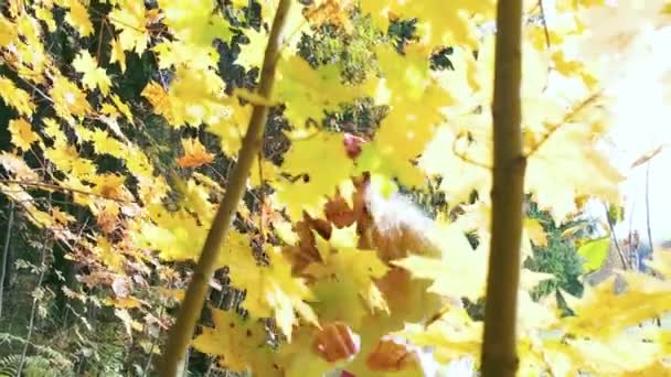 Chica llama detrás de él en el parque de otoño a través de los árboles — Vídeo de stock