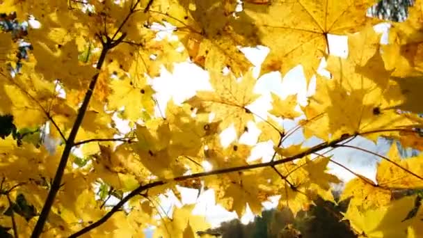 Yellow maple leaves on the branches in the rays of the sun swaying in the wind — Stock Video