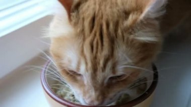 Kırmızı kedi su katta oturan bir plaka ile kuru yemek yeme yakın çekim