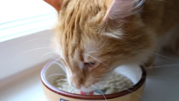 Червоний кіт їсть сухий корм з водою з тарілки, сидячи на підлозі, крупним планом — стокове відео