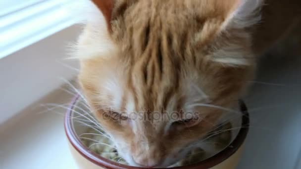 Червоний кіт їсть сухий корм з водою з тарілки, сидячи на підлозі, крупним планом — стокове відео