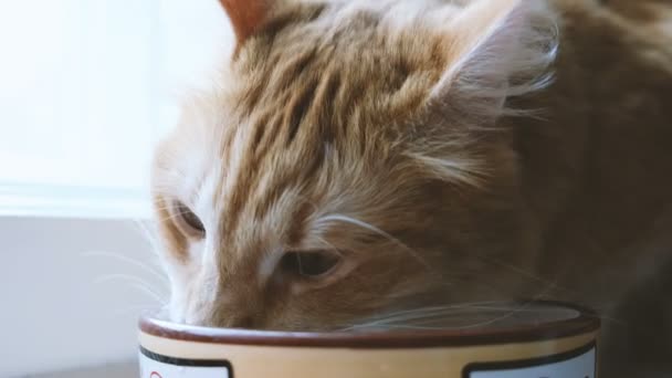 Rode kat eten van droog voedsel met water uit een plaat, zittend op de vloer, close-up — Stockvideo