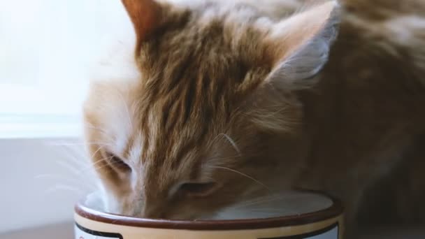 Gato vermelho comendo comida seca com água de um prato, sentado no chão, close-up — Vídeo de Stock