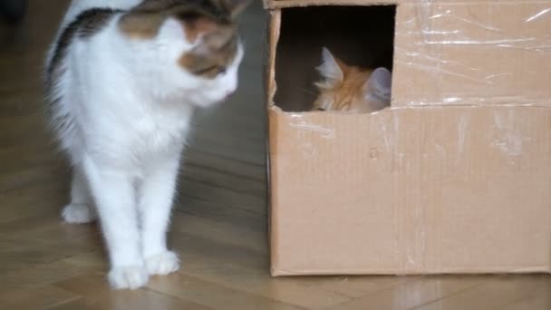 Jengibre gato en un caja jugando con un blanco gato — Vídeos de Stock