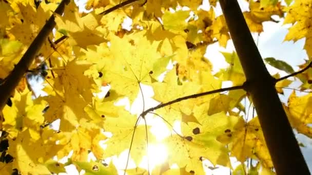 Žluté javorové listy na podzim a oslepující sluneční paprsky — Stock video