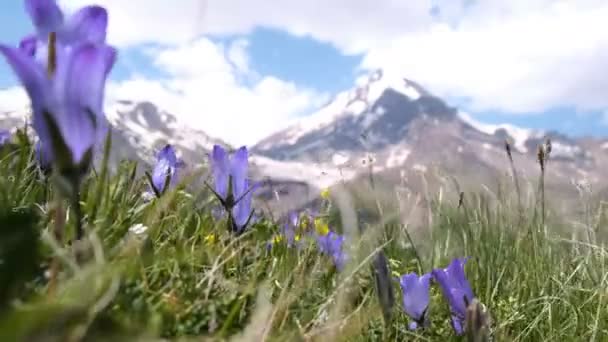 Gros plan de fleurs de montagne balancent dans le vent sur un fond de sommets de montagne — Video