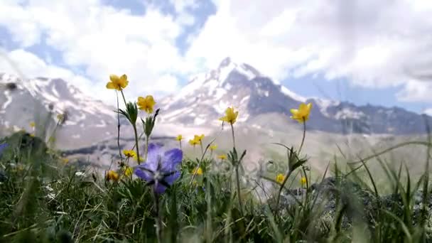 Primer plano de las flores de montaña balancearse en el viento sobre un fondo de picos de montaña — Vídeo de stock