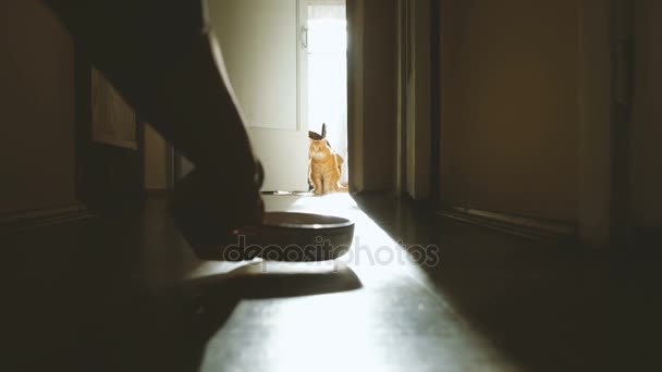 Червоний кіт, покласти миску їжі, він йде на шляху до їжі — стокове відео