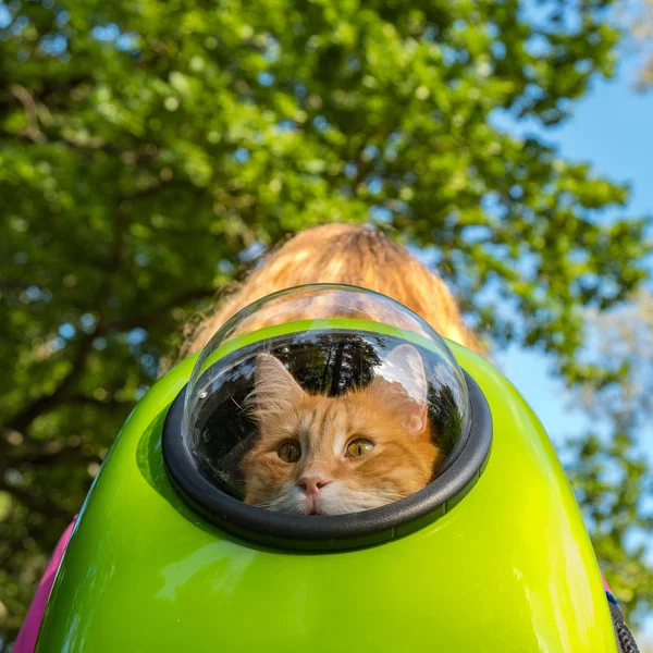 Gato vermelho na caminhada, olhando pela janela carregando uma mochila, caminhe com um gato no parque em um dia ensolarado de verão . — Fotografia de Stock
