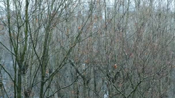 Є перший сніг в кінці осені на деревах парку на задньому плані — стокове відео