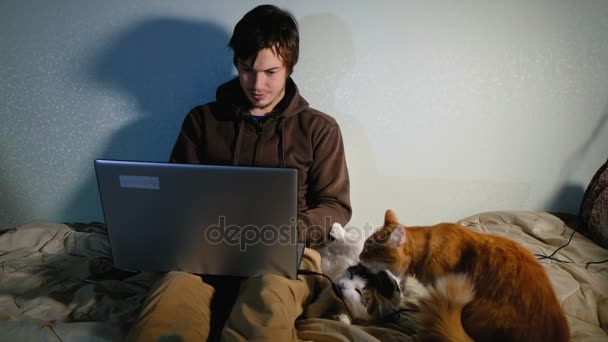 一个年轻人在家里电脑前工作, 和猫一起坐在床上, 猫晒太阳, 玩耍. — 图库视频影像