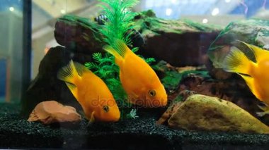 İçinde belgili tanımlık akvaryum deposunda, 4 k sarı balık yüzmek.
