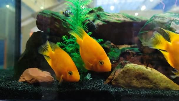 Los peces amarillos nadan en el acuario en la tienda, 4k . — Vídeo de stock