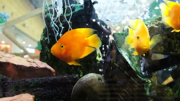 Pesci gialli galleggiano in un acquario in un centro commerciale, 4k . — Video Stock